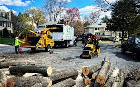 Best Tree Cabling and Bracing  in Fort Plain, NY