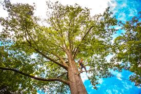 Best Leaf Removal  in Fort Plain, NY