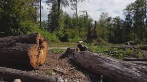 Best Commercial Tree Services  in Fort Plain, NY