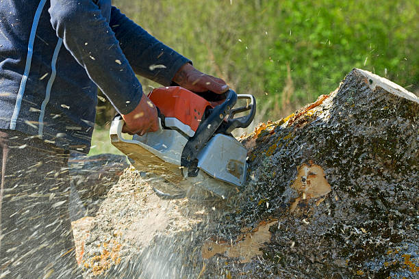 Reliable Fort Plain, NY Tree Removal Solutions