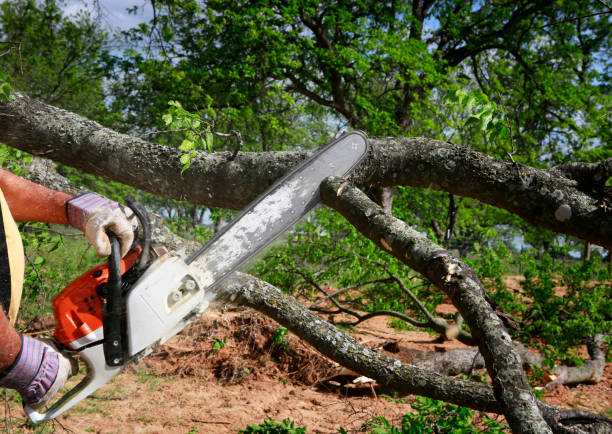 Best Lawn Renovation and Restoration  in Fort Plain, NY