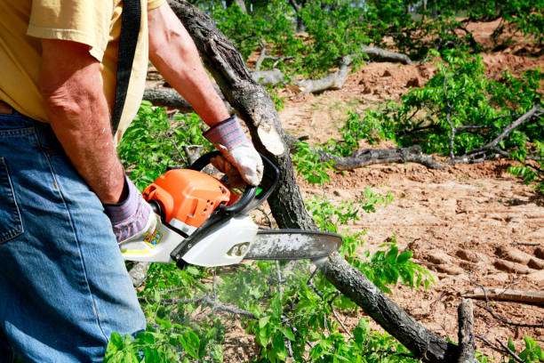 How Our Tree Care Process Works  in  Fort Plain, NY